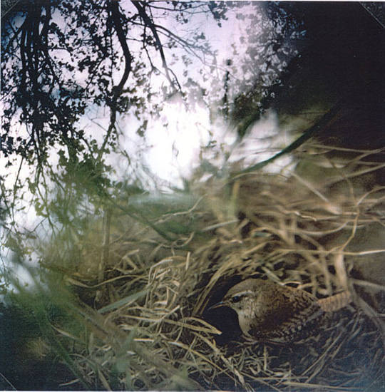 Jean-luc Mylayne, No. 31, juin juillet 1982