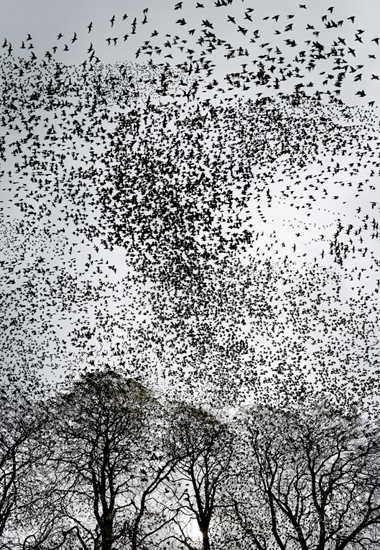 Nina Pohl, Untitled (Star), 2006