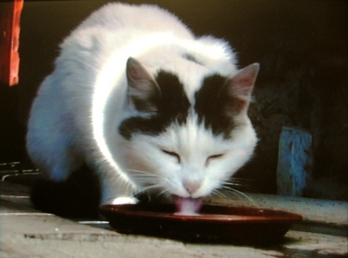 Peter fischli  david Weiss, Busi, 2000
